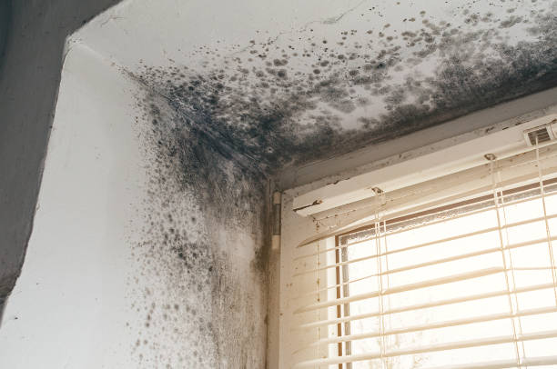 Affordable Mold Cleanup solutions in Wilmington, IL